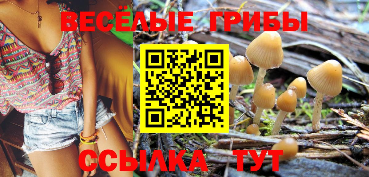 Боровичи  Псилоцибиновые грибы Psilocybe  Вход с VPN  Галлюциногенные грибы GOLDEN TEACHER 